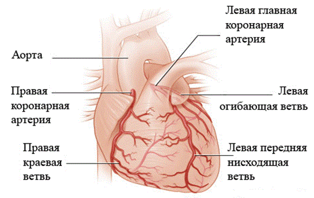 коронарные артерии