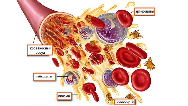 структура крови