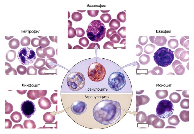 клетки в крови человека