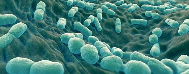 листериоз бактерии