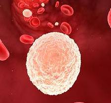 лейкоциты в крови повышены