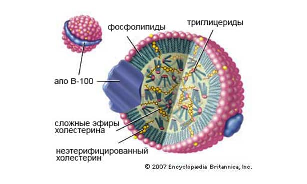 Бетата (б) липопротеид