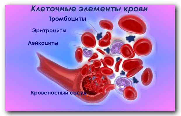 Норма эритроцитов в анализах крови