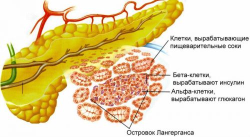 Бета-клетки поджелудочной железы